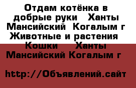 Отдам котёнка в добрые руки - Ханты-Мансийский, Когалым г. Животные и растения » Кошки   . Ханты-Мансийский,Когалым г.